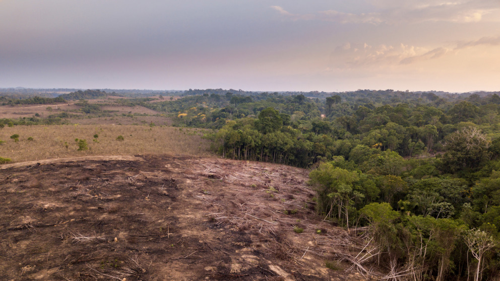 Illegale Abholzung im brasilianischen Regenwald: Die Überbeanspruchung der natürlichen Ressourcen hat Folgen.